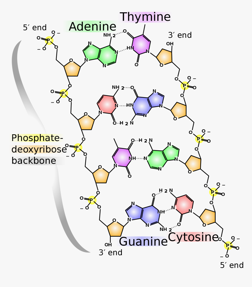 Dna Base Pairing, HD Png Download, Free Download