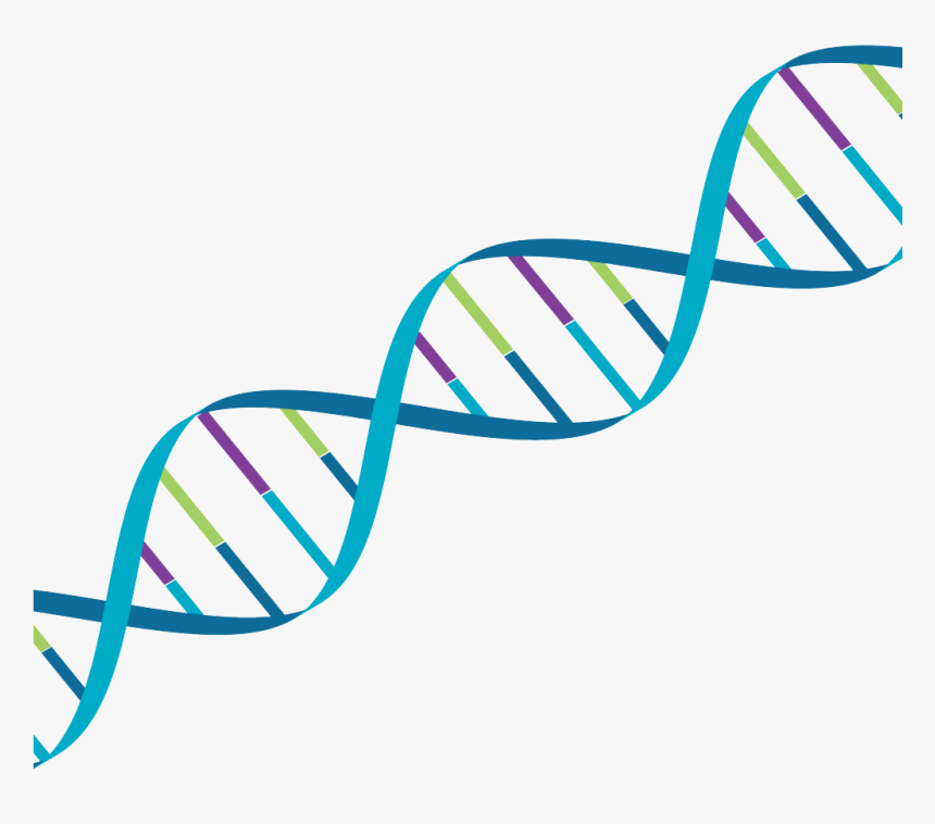 Dna Mps Colours - Transparent Dna Clip Art, HD Png Download, Free Download