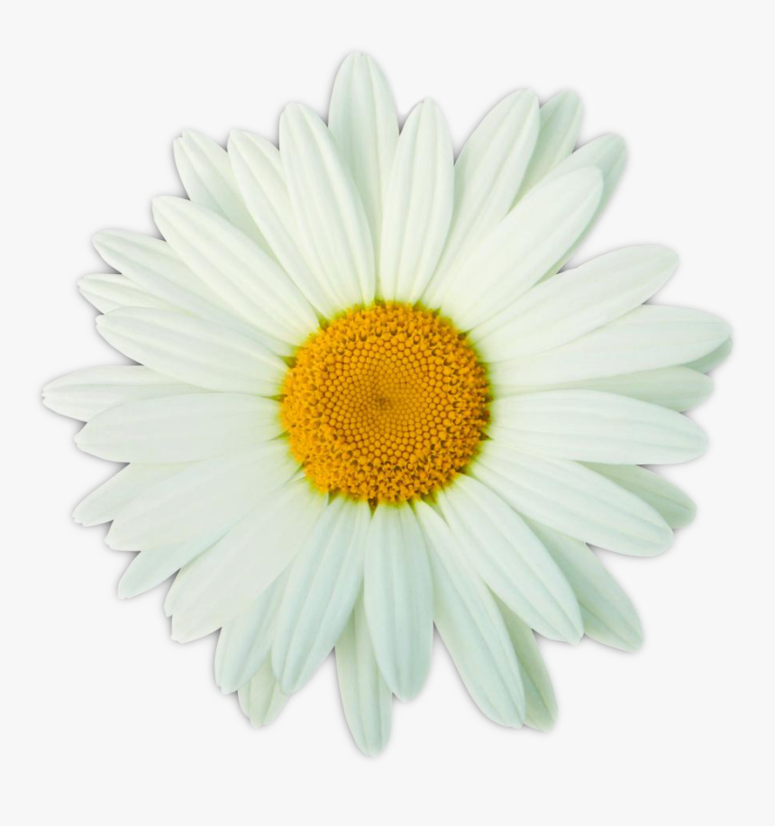 Daisy Foundation - Daisy Award, HD Png Download, Free Download