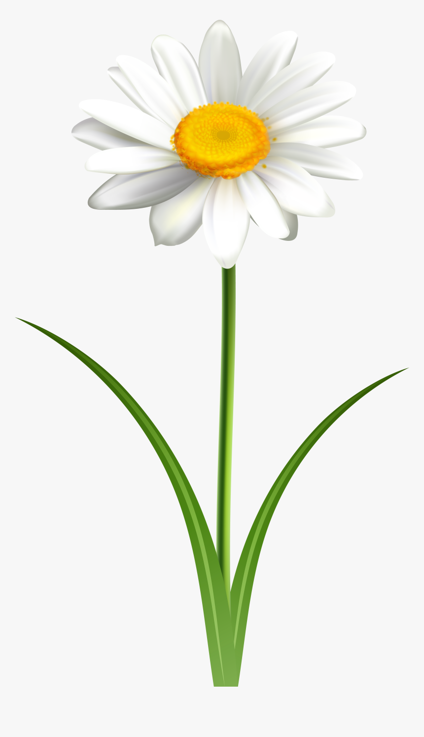 Daisy Clipart Landscape - Daisy On Stem Clipart, HD Png Download, Free Download