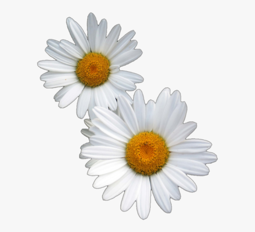 #dainty #flowers #floral #aesthetic #daisy #summer - Transparent Aesthetic Daisy, HD Png Download, Free Download