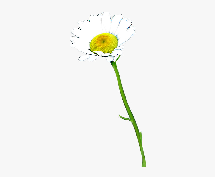Daisies Clip Art - Daisy Flower With Stem Png, Transparent Png, Free Download