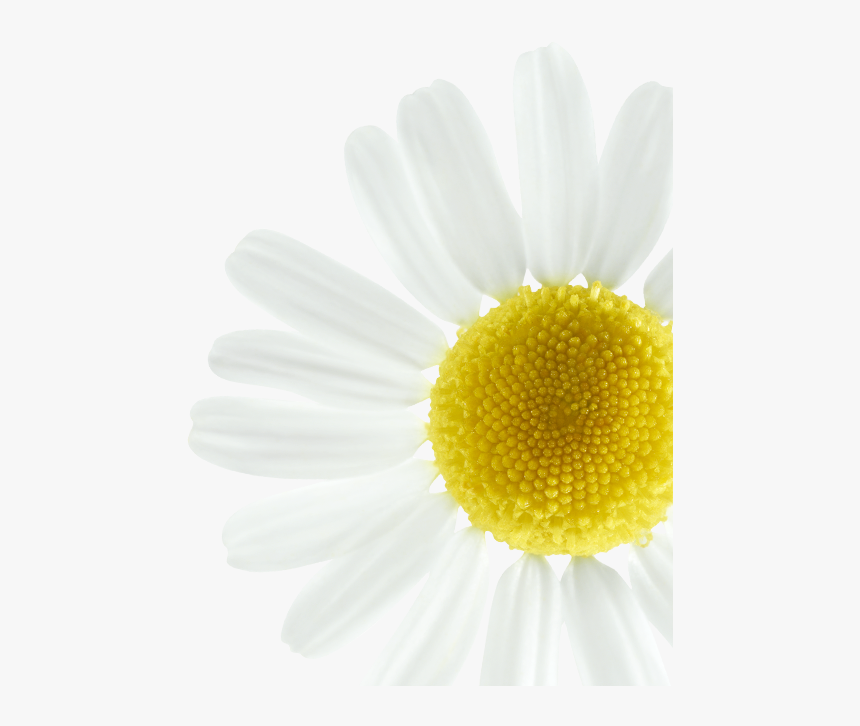 Enhance Blond Highlights - Oxeye Daisy, HD Png Download, Free Download