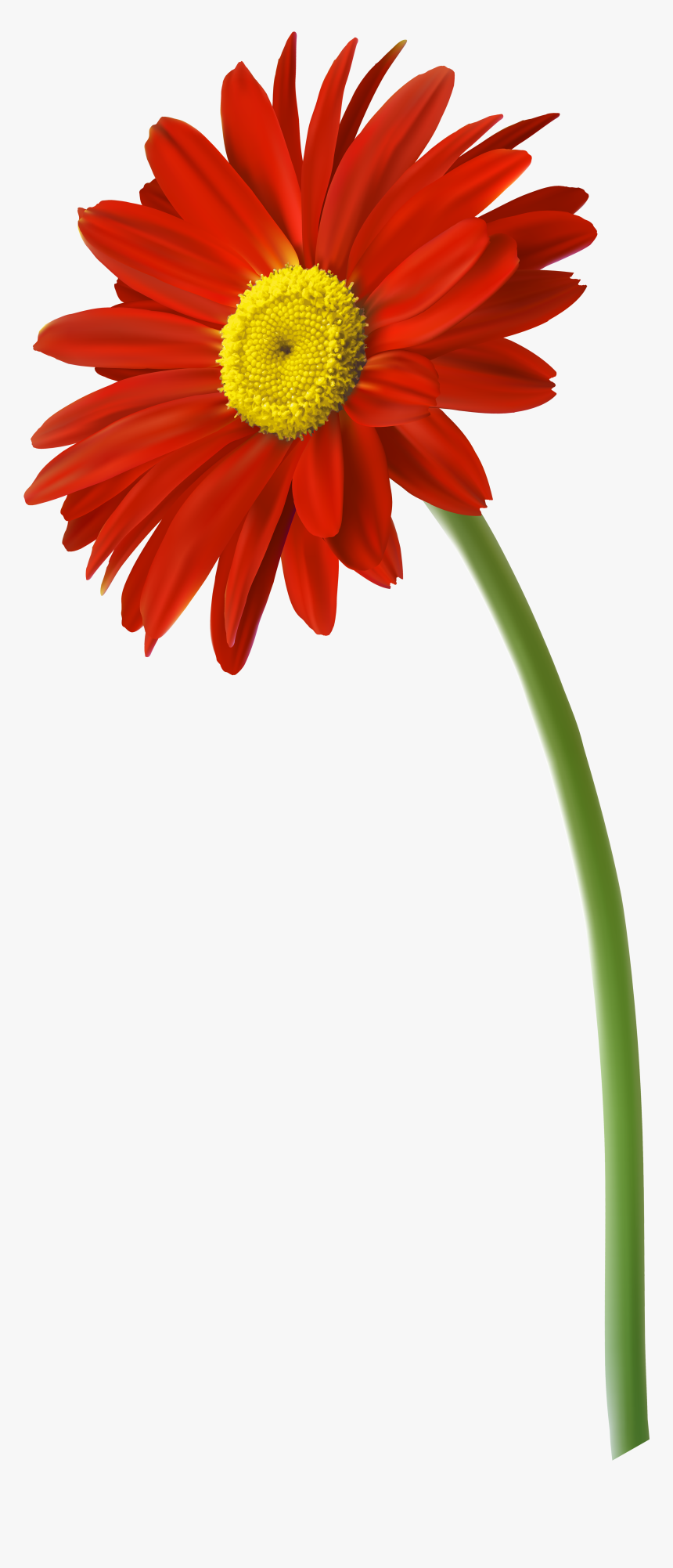 Red Gerbera Flower Png Clip Art Imageu200b Gallery - Gerbera Flower Png, Transparent Png, Free Download