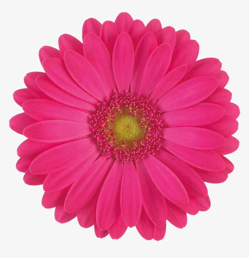 Pink Gerbera Daisy Flower, HD Png Download, Free Download