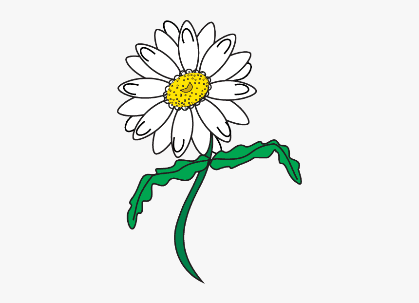 Petal Drawing Daisy - Drawing Daisy Flower, HD Png Download, Free Download