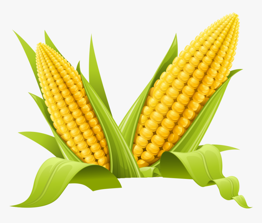 Maize Clip Art - Transparent Background Corn Clipart, HD Png Download, Free Download