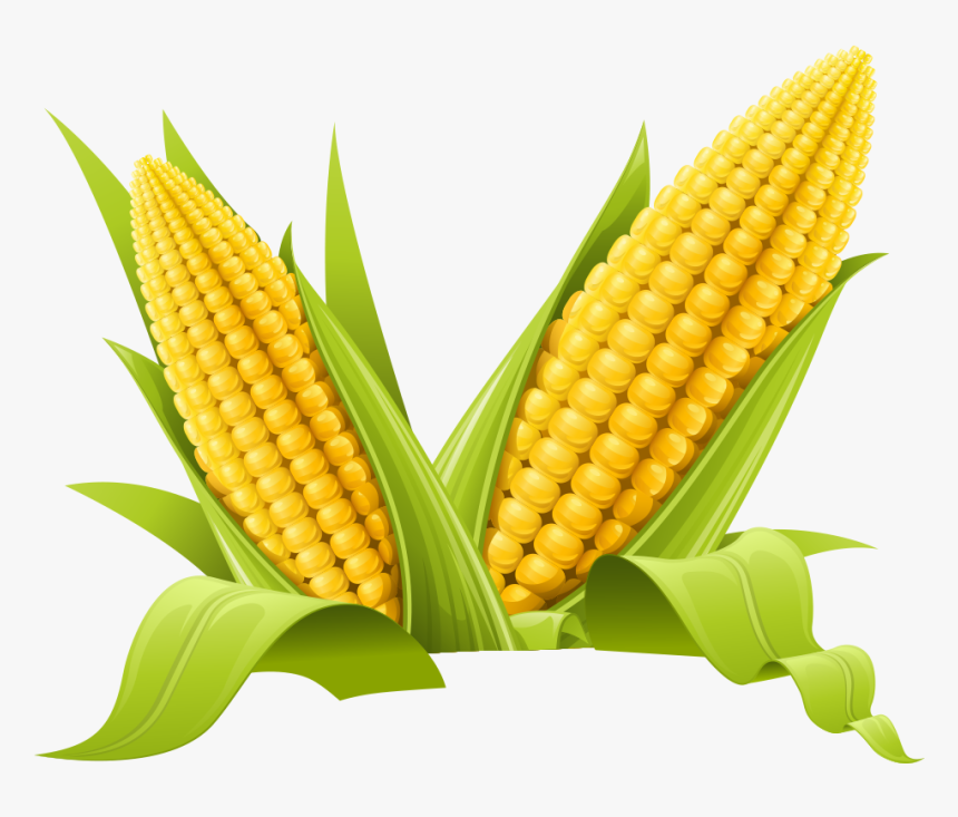 Maize Clip Art Transparent Background Corn Clipart Hd Png Download Kindpng