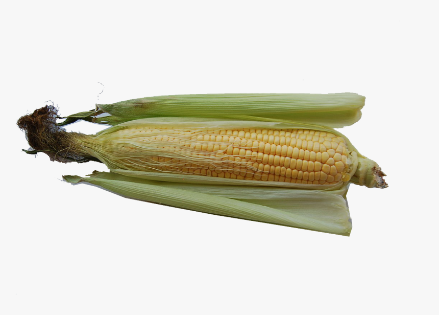 Corn Png Image File - Corn On The Cob, Transparent Png, Free Download