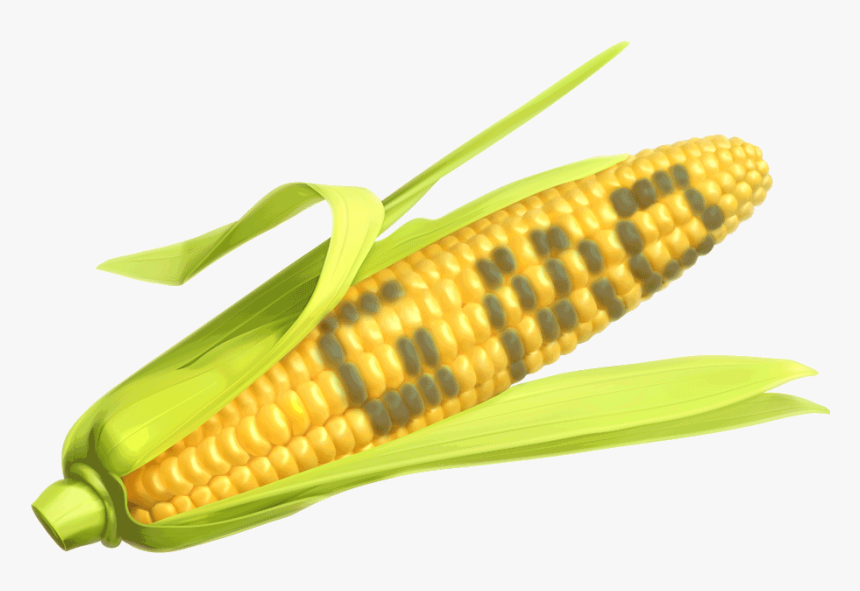 Corn The Says Gmo, HD Png Download, Free Download