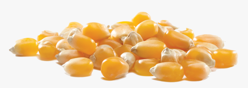 Corn Kernel Transparent Background, HD Png Download, Free Download