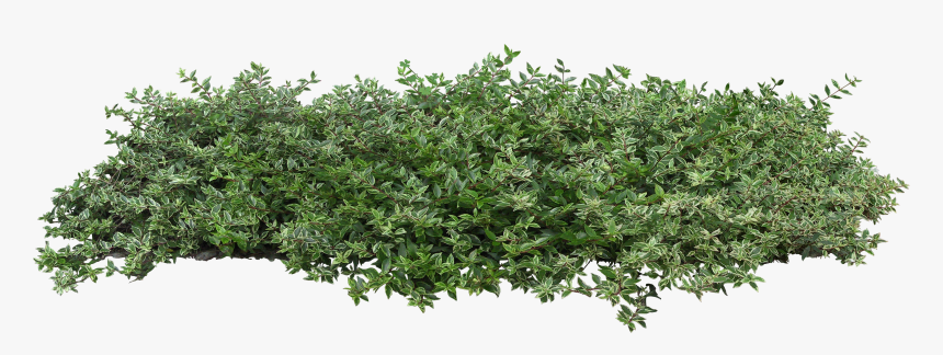 Bushes Plant Populus Nigra Tree Architecture Shrub - Transparent Background Bushes Png, Png Download, Free Download