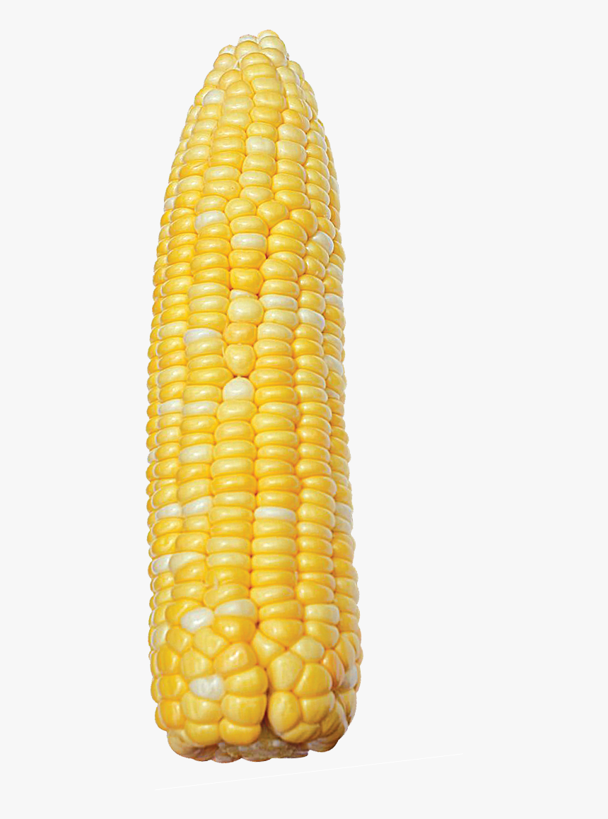 Corn Kernels, HD Png Download, Free Download