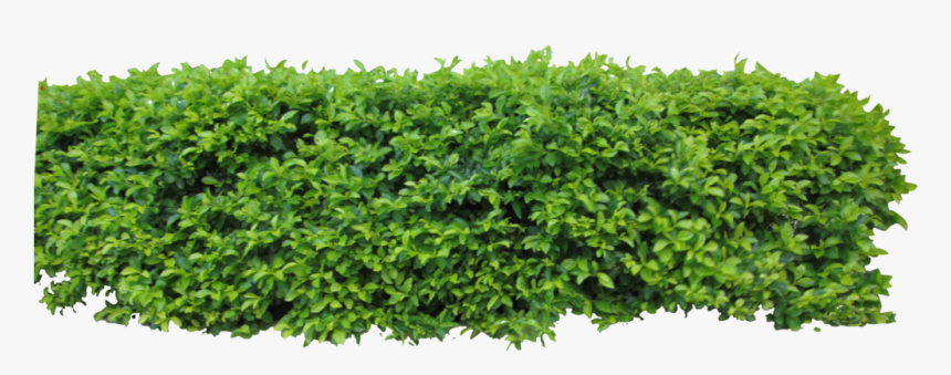 Hedge - Bushes For Photoshop, HD Png Download, Free Download