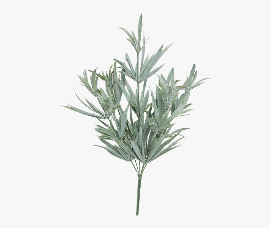 Transparent Rosemary Png - Rosemary Bush Png, Png Download, Free Download