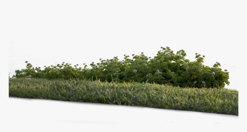 Shrub - Vegetation Png Bushes, Transparent Png, Free Download