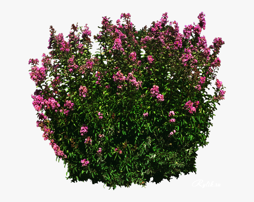 Transparent Shrub Png, Png Download, Free Download