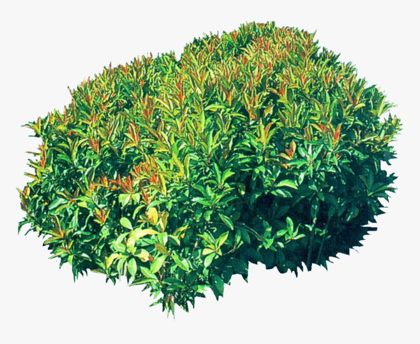 Decorative Bushes Png Download - Tree, Transparent Png, Free Download