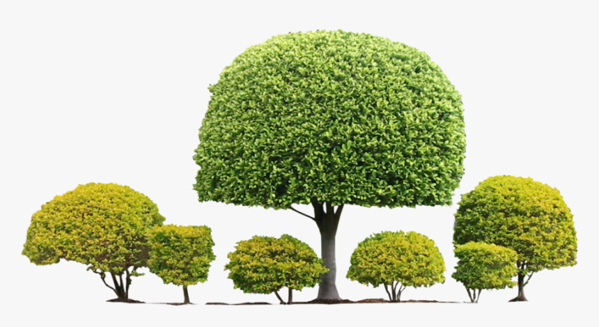 Transparent Shrub Png - Topiary Shrub Png, Png Download, Free Download