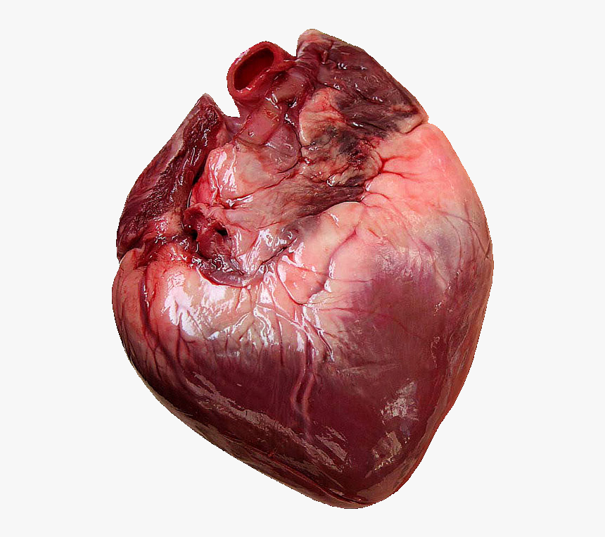 1 Corazon - Does Human Heart Look Like, HD Png Download, Free Download