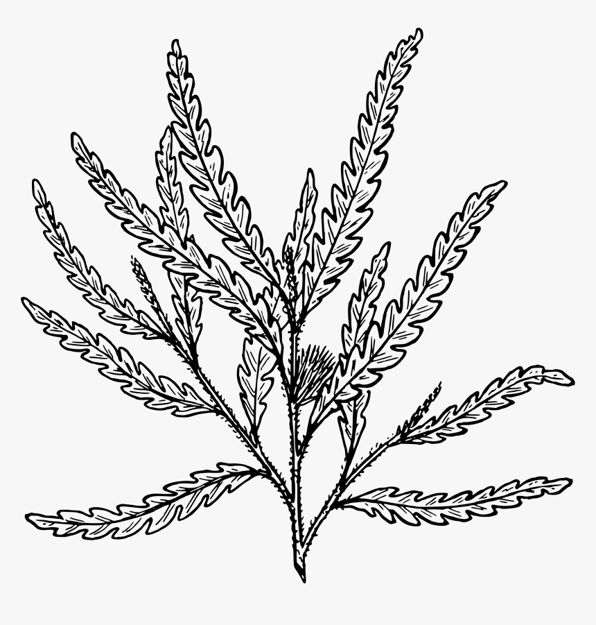 Shrub Clipart Fern - Black And White Ferns Clipart, HD Png Download, Free Download
