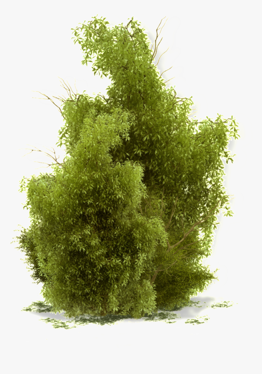 This Product Design Is Growing Tree Transparent About - Bushes Png, Png Download, Free Download