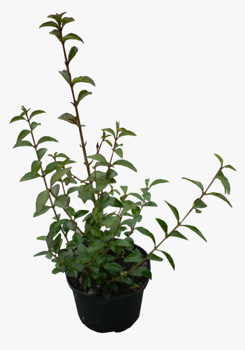 Plants Ovalifolium Garden Periwinkle Ligustrum Shrub - Ligustrum Ovalifolium Png, Transparent Png, Free Download