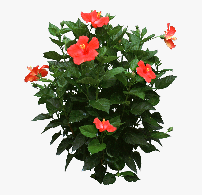 Hibiscus Tree Transparent Background, HD Png Download, Free Download