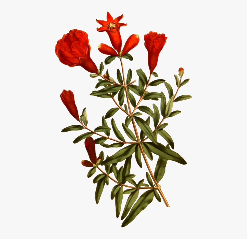 Plant,flora,shrub - Pomegranate Tree Pomegranate Plant Png, Transparent Png, Free Download