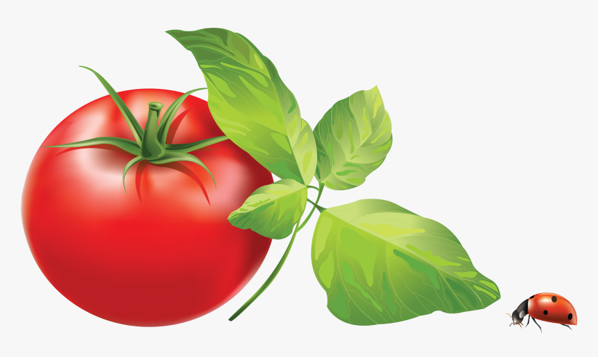 Tomato Png Image - Tomato Leaves Clip Art, Transparent Png, Free Download