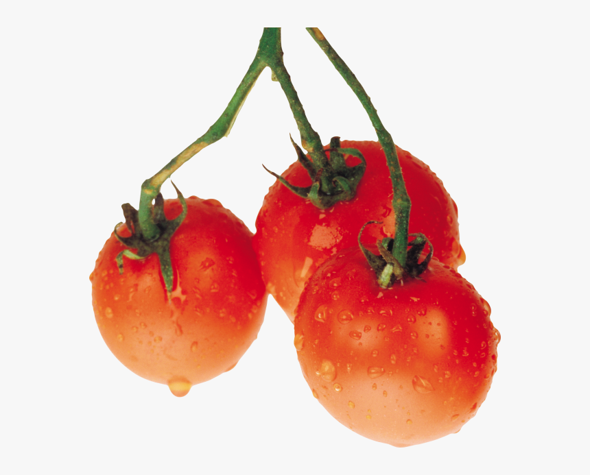 Tomato Png Free Download - Tomato, Transparent Png, Free Download