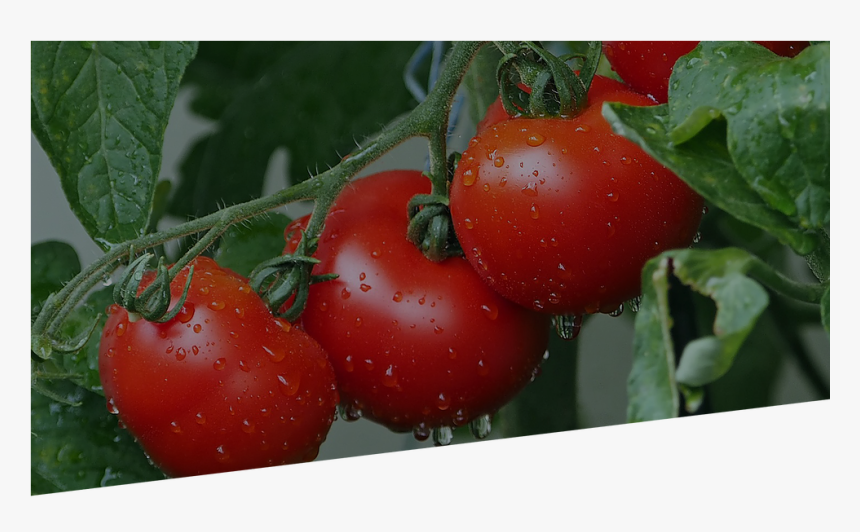 Transparent Fruit And Vegetable Png - Tomato, Png Download, Free Download