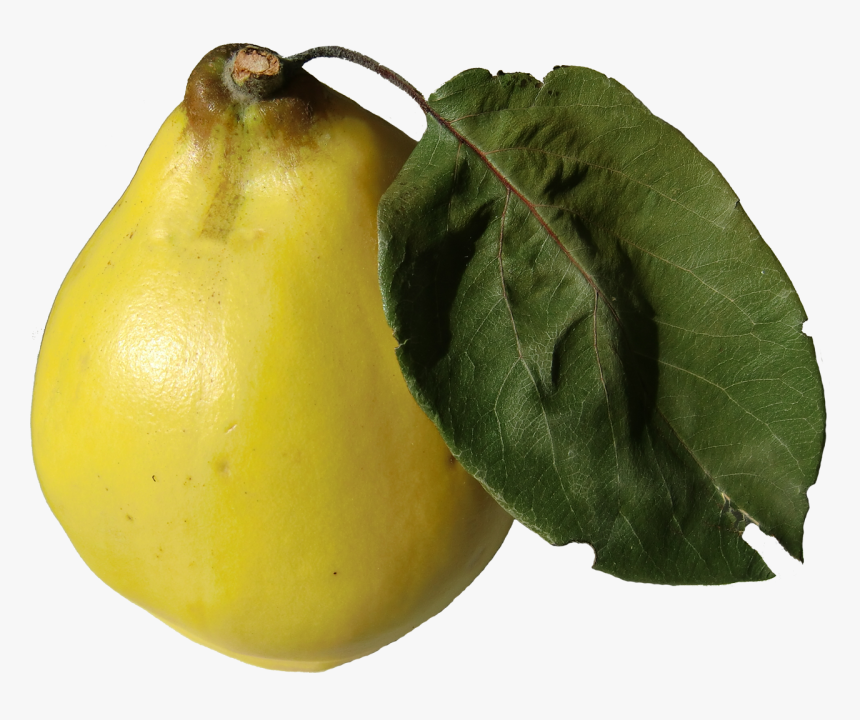 File - Quitte - Quince, HD Png Download - kindpng.