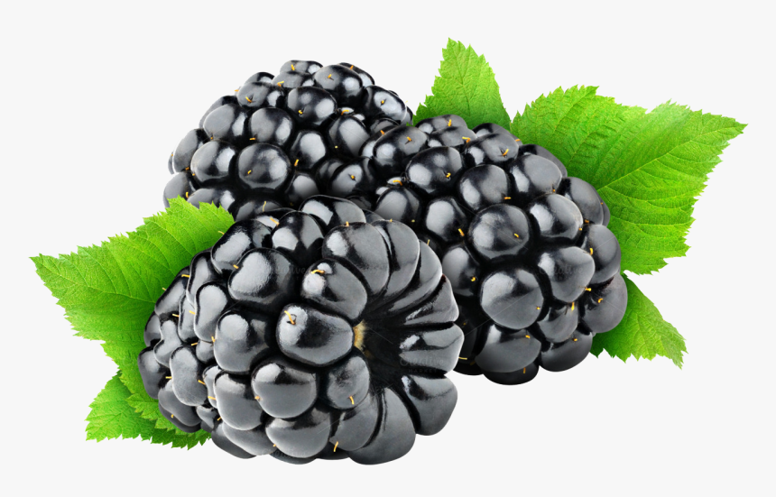 Blackberry Fruit Free Png Image - Black Berry Png, Transparent Png, Free Download