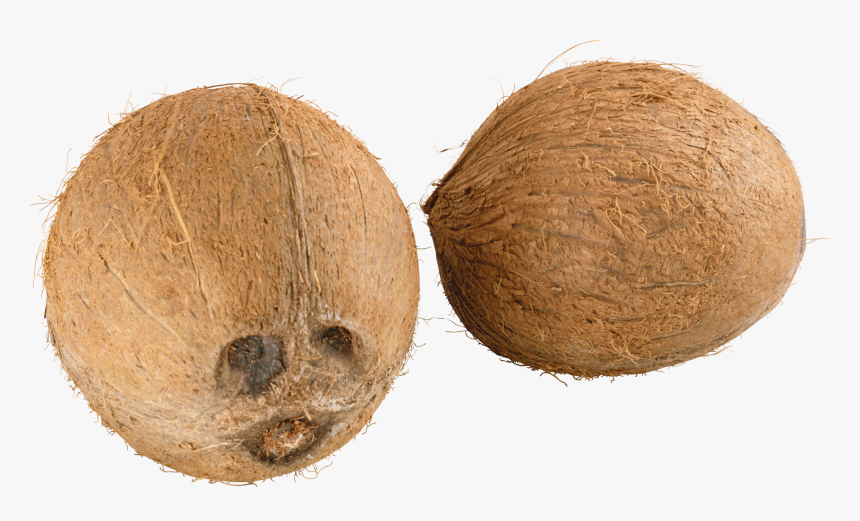 Coconut Png, Transparent Png, Free Download