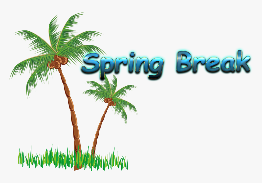 Transparent Spring Break Clipart - Coconut Tree Clip Art Png, Png Download, Free Download