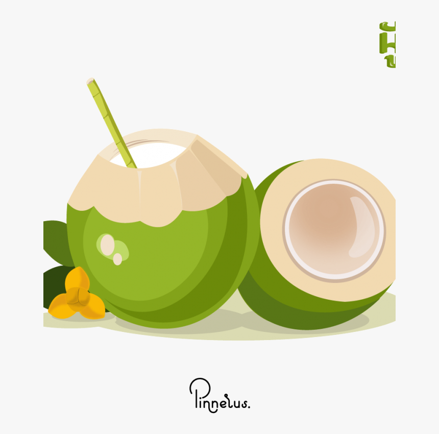 Transparent Coconut Vector Png - Coconut Vector Free Download, Png Download, Free Download