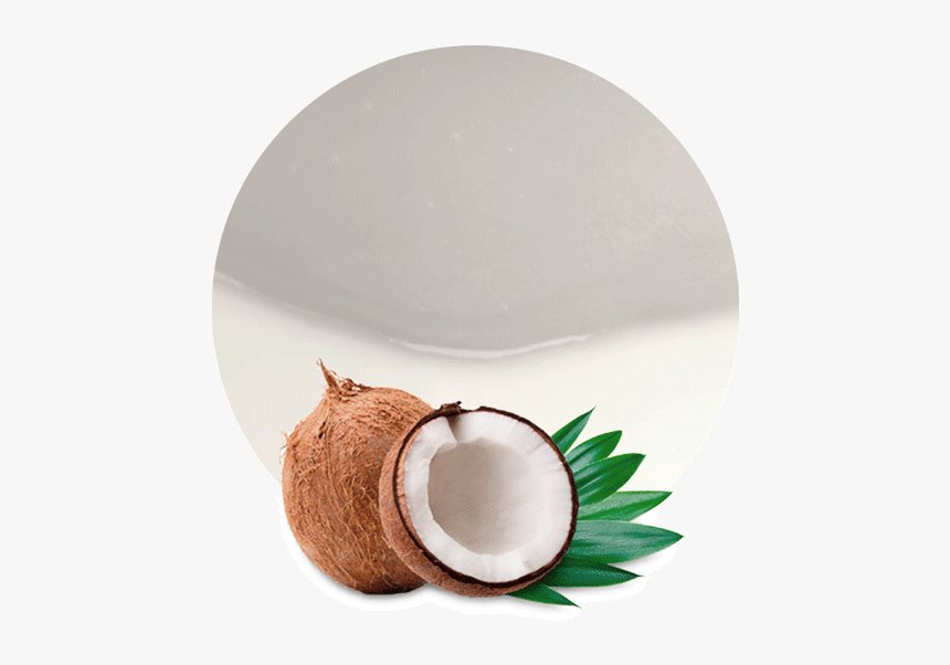 Coconut Png, Transparent Png, Free Download