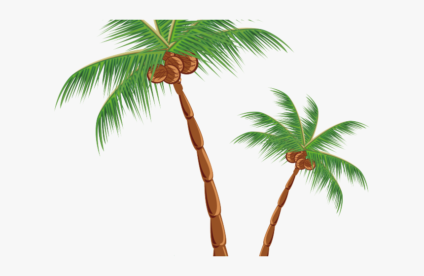 Transparent Coconut Tree Clipart - Clip Art Coconut Palm, HD Png Download, Free Download