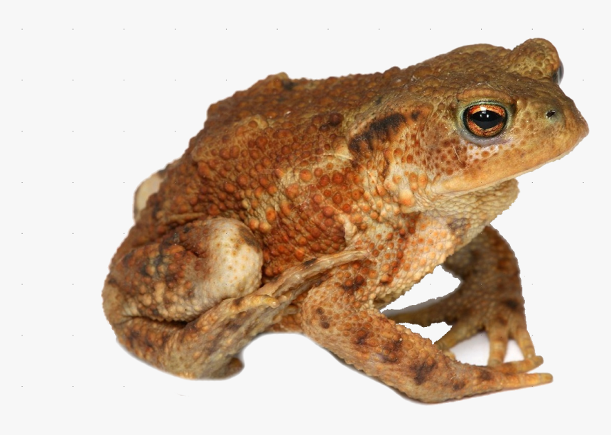 Frog Png Image Transparent - Cane Toad Transparent Background, Png Download, Free Download