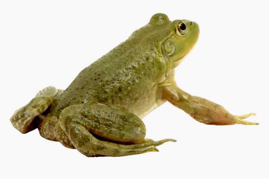 Frog Png Free Image Download - Лягушка Png, Transparent Png, Free Download
