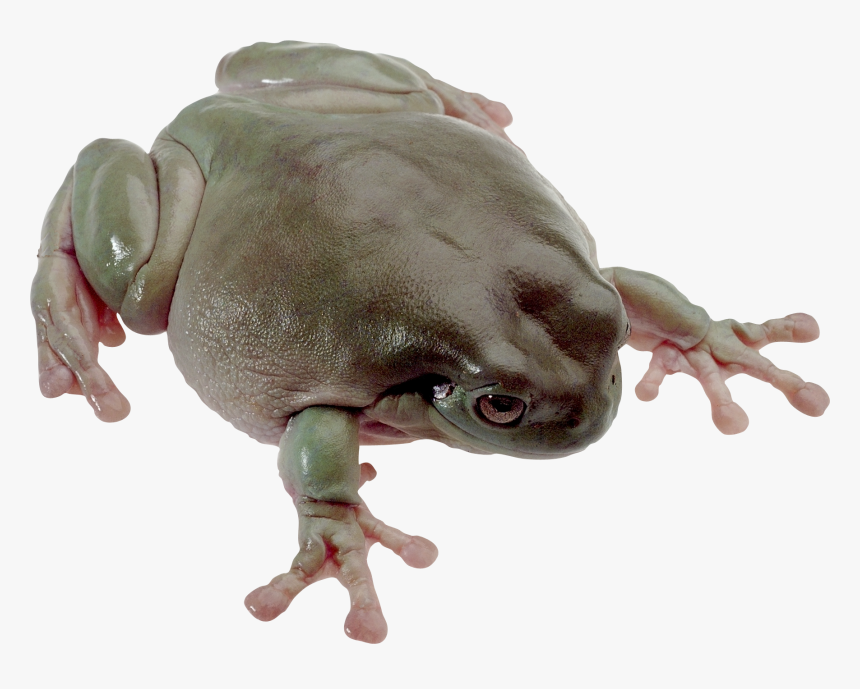 Download For Free Frog High Quality Png - Frog, Transparent Png, Free Download