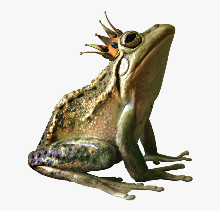 Frog Png High-quality Image - Toad With Crown, Transparent Png, Free Download
