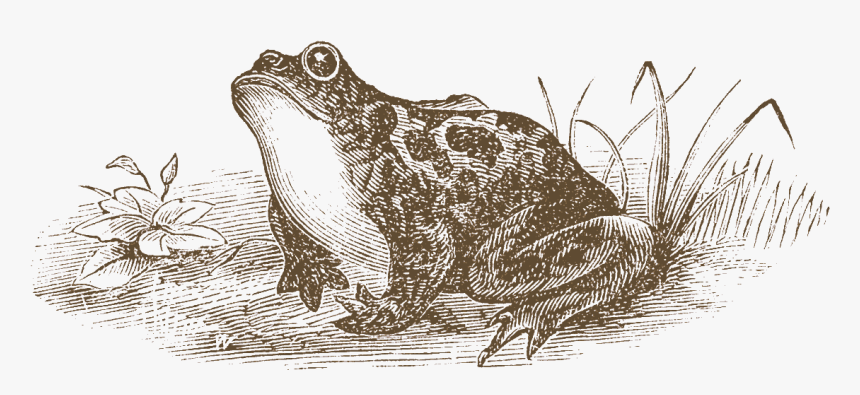 Eastern Spadefoot, HD Png Download, Free Download