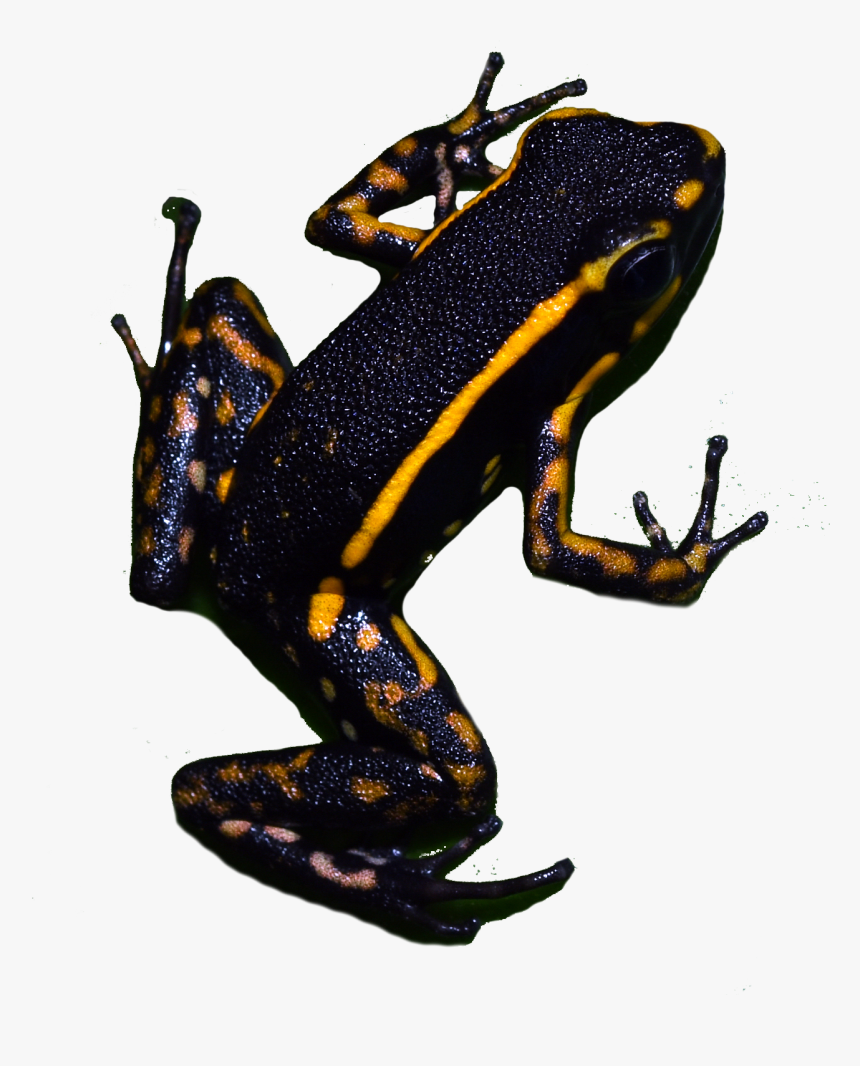 Calendar Conservation In Action Tropical Mystic Of - Phyllobates, HD Png Download, Free Download