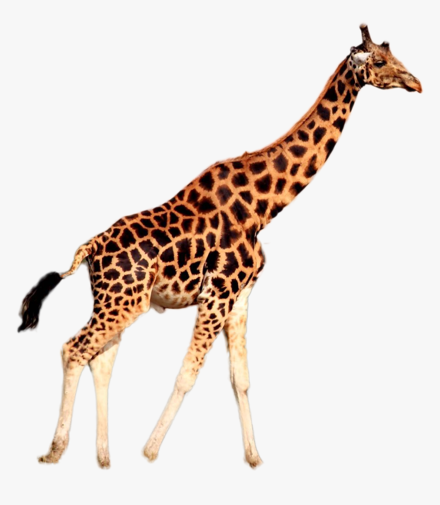 Giraffe Png Image - Giraffe Wearing A Tie, Transparent Png, Free Download