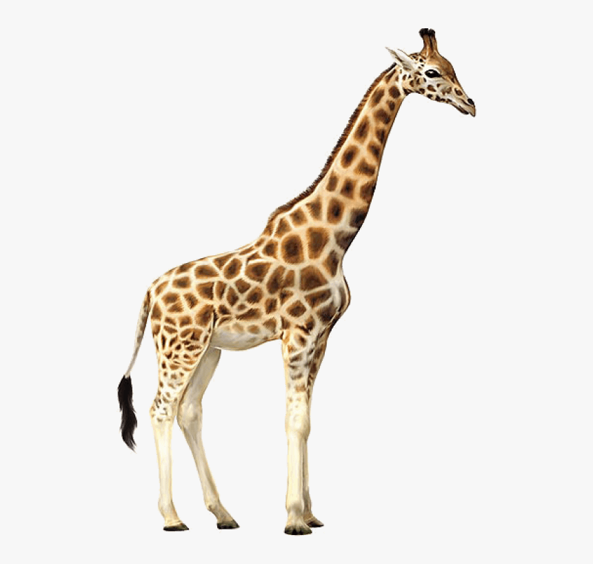 Download Giraffe Png Transparent Images Transparent - Giraffe Png, Png Download, Free Download