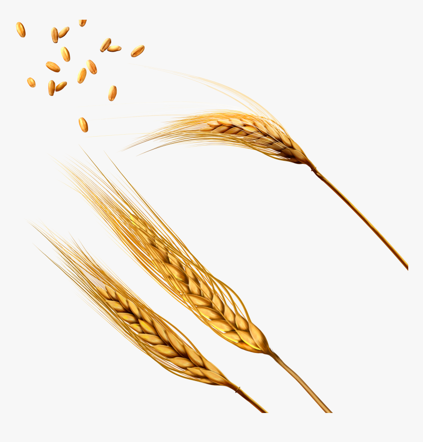 Wheat Png Image - Колос Пшеницы Png, Transparent Png, Free Download