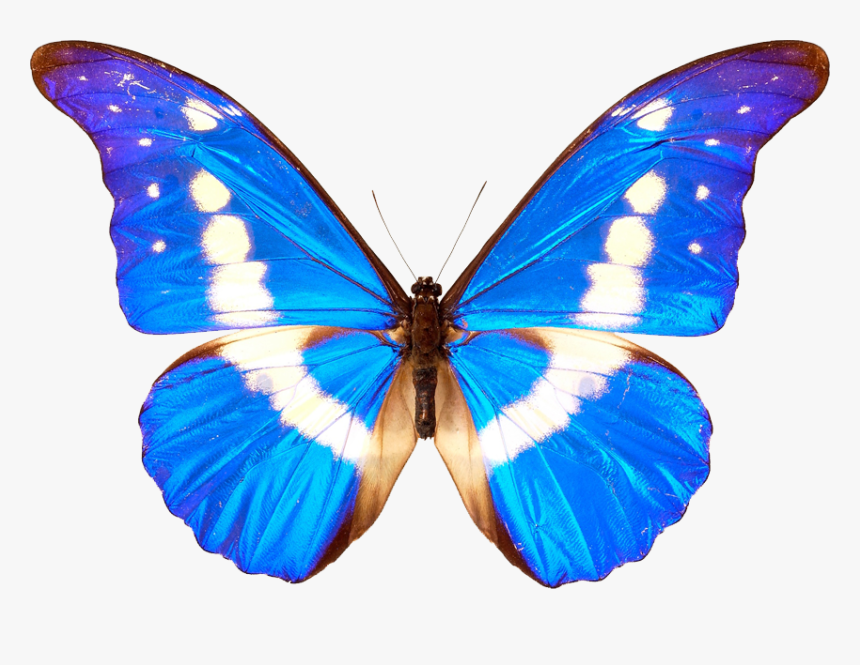 Blue Butterflies Png - Blue And White Butterflies, Transparent Png, Free Download