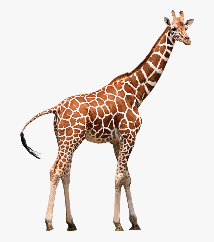 Картинка жираф png
